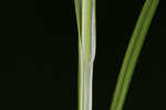 Greater bladder sedge